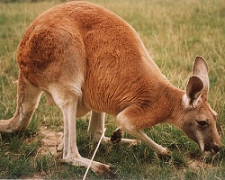 Kangaroo