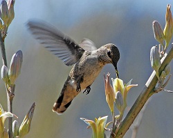 hummingbird feeding on yellow flower