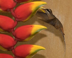 feeding hummingbird Planalto Hermit