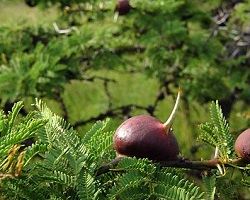 Vachellia drepanolobium