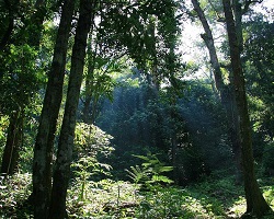 Indonesian jungle