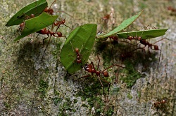 Leaf-cutter ants