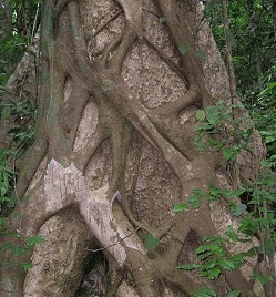 strangler fig