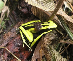 poison dart frog parental care