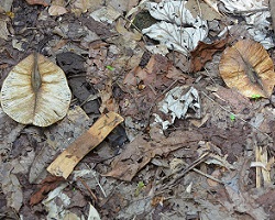 forest floor