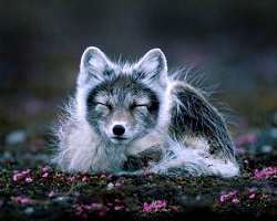 arctic fox