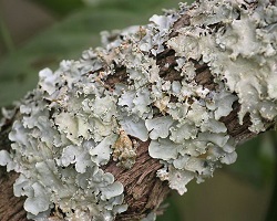 Lichen