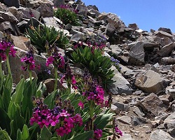 Grouping flowers