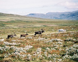 Caribou or reindeer