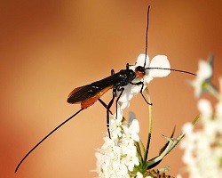 Orange Caterpillar Parasite Wasp, Netelia producta