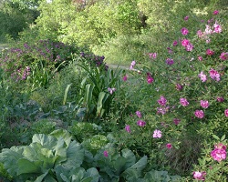 Cabbage growing outside