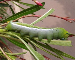 Daphnis nerii caterpillar eating