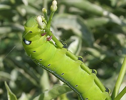 Oleander hawk moth caterpillar