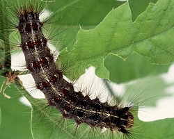 Gypsy moth caterpillar.