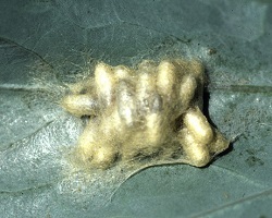 Cotesia glomerata cocoon cluster