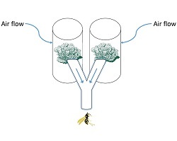 AAB depiction of experimental set up