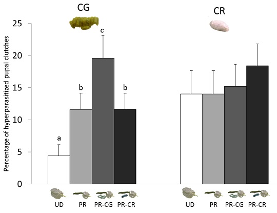 Figure 6. Hyperparasitized cocoons