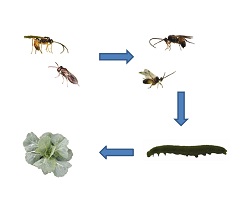 Hyperparasitoid parasitoid caterpillar food web