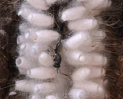 Hyperparasitoid wasp laying eggs in parasitoid cocoons