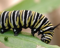 Monarch caterpillar