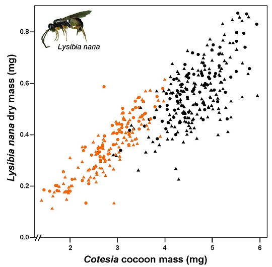 Parasite mass versus cocoon mass