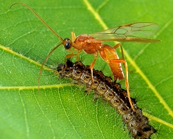 Braconid wasp Aleiodes indiscretus