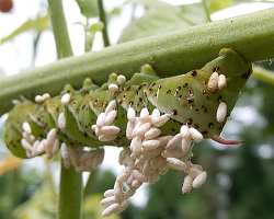 Parasitized hornworm