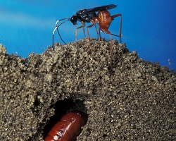 The Diapetimorpha introita wasp is preparing to lay an egg in a corn earworm pupal tunnel.