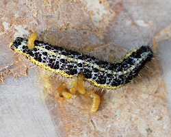 Larvae of the parasitoid wasp Apantales glomeratus emerging from their host, a caterpillar of a Pieris brassicae butterfly