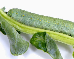 Pieris rapae caterpillar