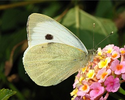 White cabbage butterfly Pieris rapae