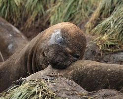 Southern Elephant Seal biting