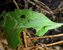 Three white cabbage butterfly larvae