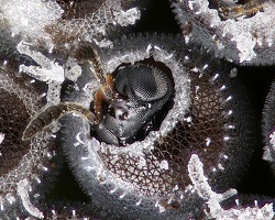 Wasp emerging from stink bug egg