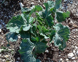 Wild cabbage