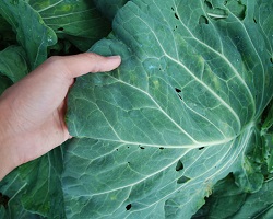 Cabbage leaf