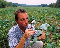 Technician Nicolas Crespy collects diamondback moth larvae from the undersides of wild cabbage leaves.