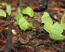 Leafcutter trail