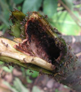 ant nest 2