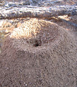 ant nest 3