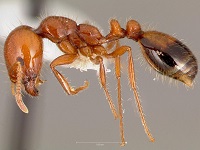 Solenopsis xyloni