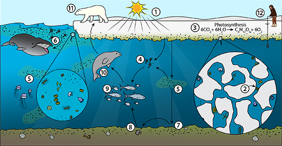 An illustration of an arctic food web