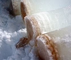 cores with plankton in brine channels