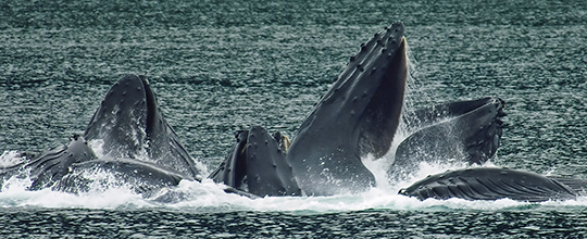 humpback whale feeding