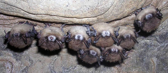 Bat with White-nose Syndrome