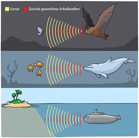 sonar Zurück geworfene Schallwellen