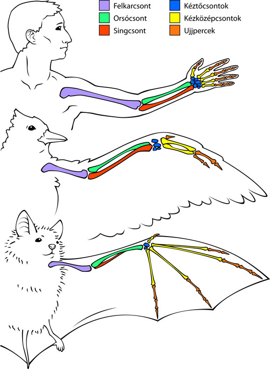 bone comparison illustration