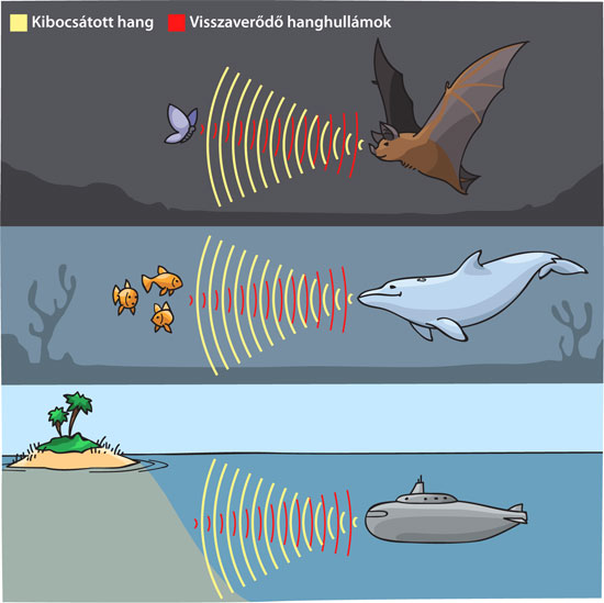 sonar illustration