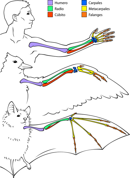 bone comparison illustration