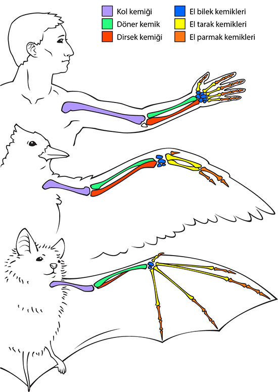 bone comparison illustration